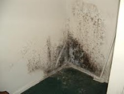 Mould growth